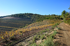 Randonnée vigne Var