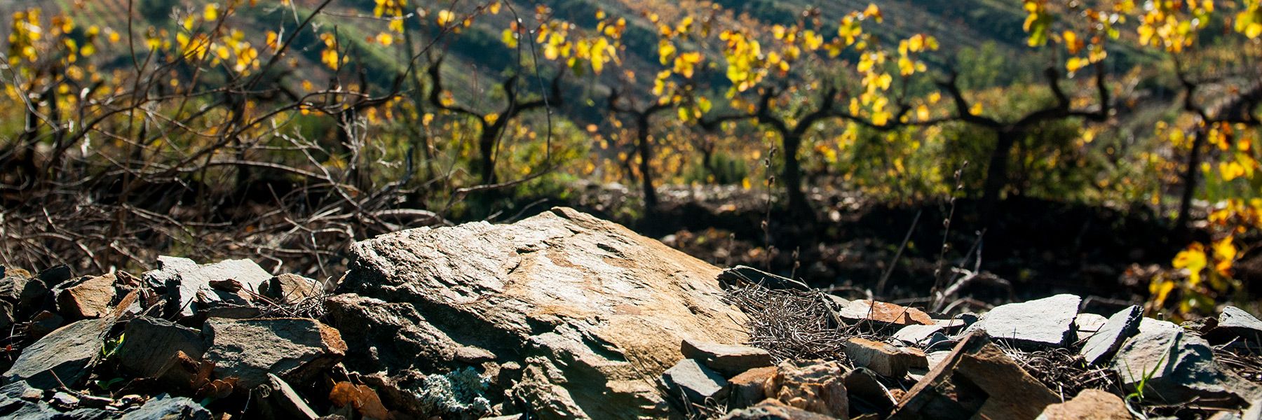 Terre schiste vigne